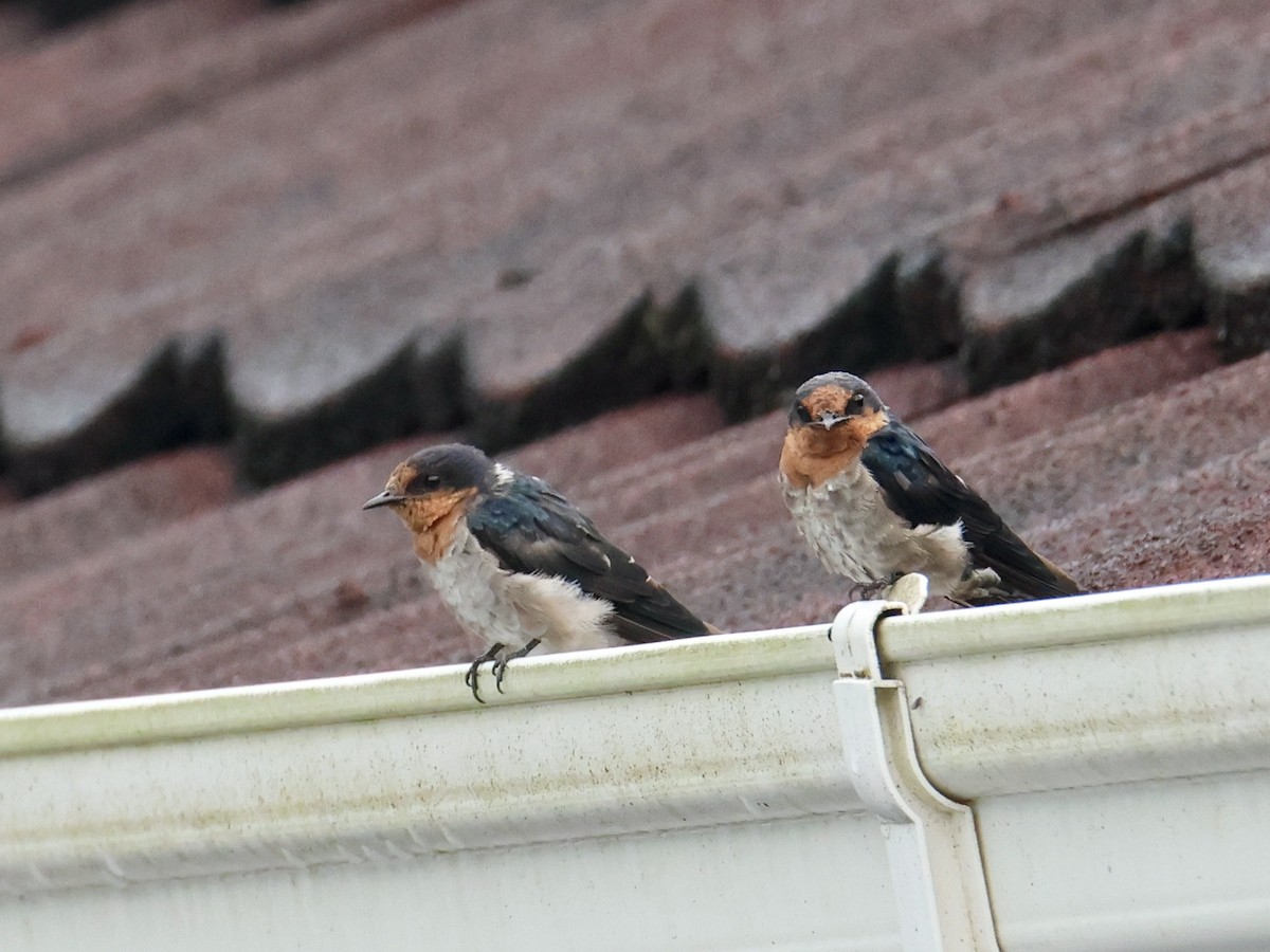 Pacific Swallow - ML644408761