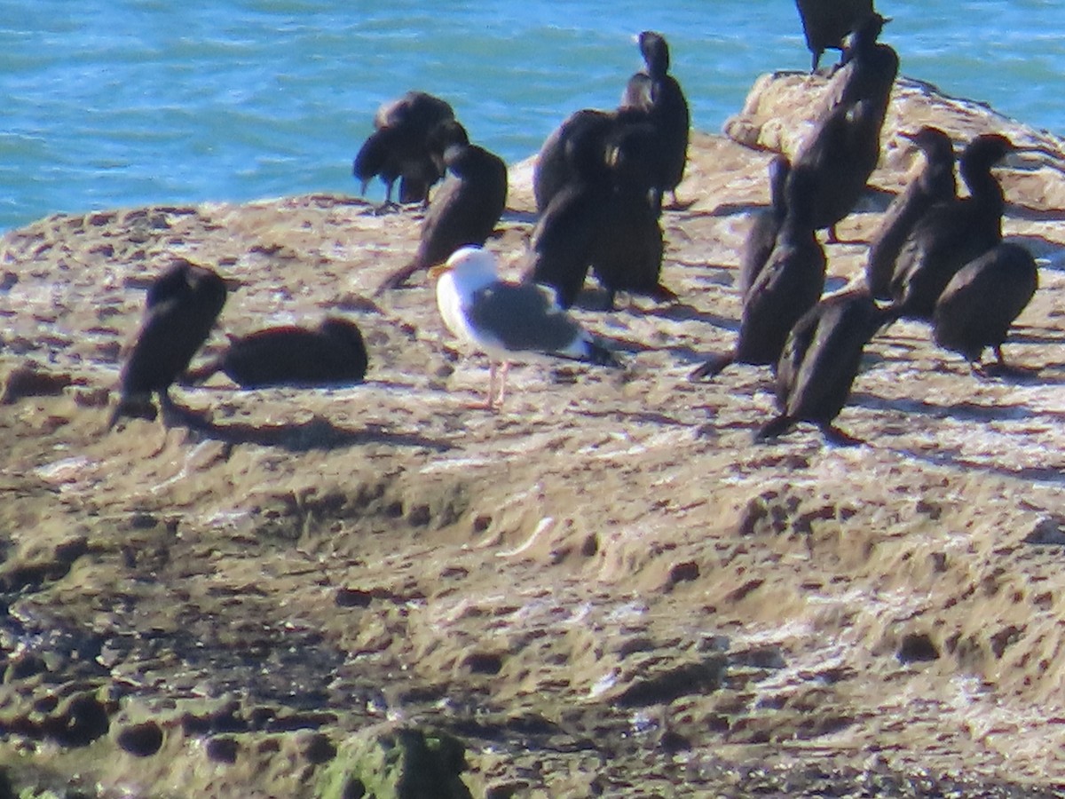 Western Gull - ML644408765