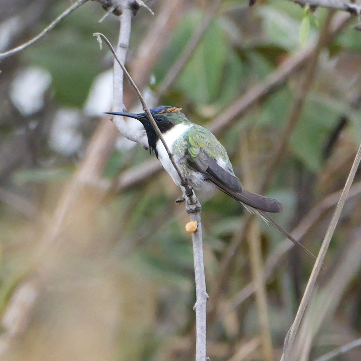 Horned Sungem - ML644408780