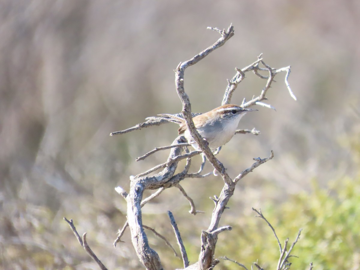 Bewick's Wren - ML644408782