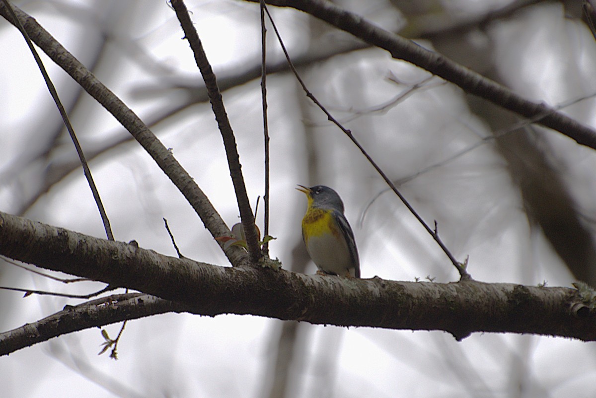 Northern Parula - ML644408784