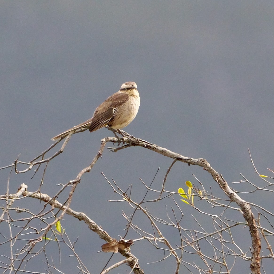 Chalk-browed Mockingbird - ML644408786