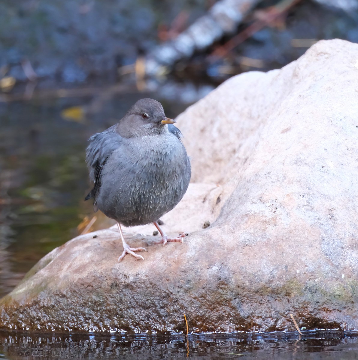 gråfossekall - ML644408788