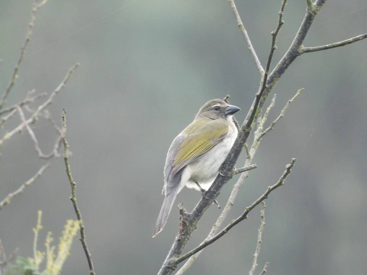 Streaked Saltator - ML644408789