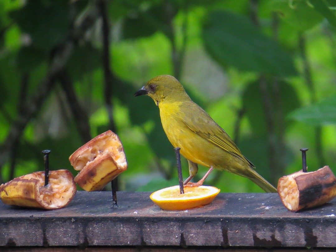 Mitrospin viréon - ML644408800