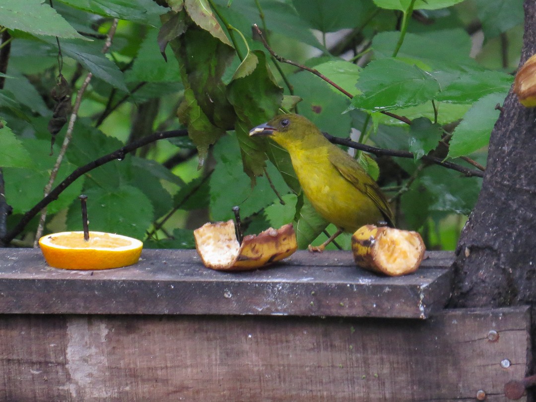 Mitrospin viréon - ML644408801