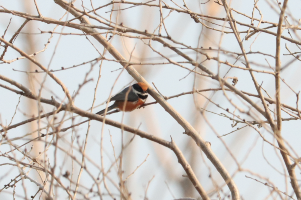 Black-throated Tit - ML644408804