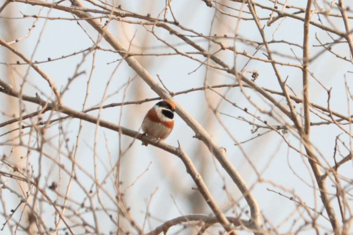 Black-throated Tit - ML644408805