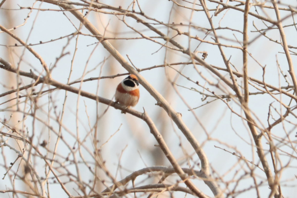 Black-throated Tit - ML644408806