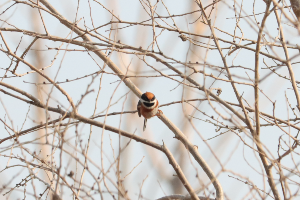 Black-throated Tit - ML644408807