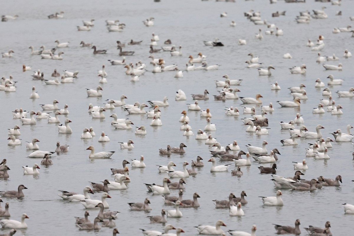 Oie des neiges - ML644408809