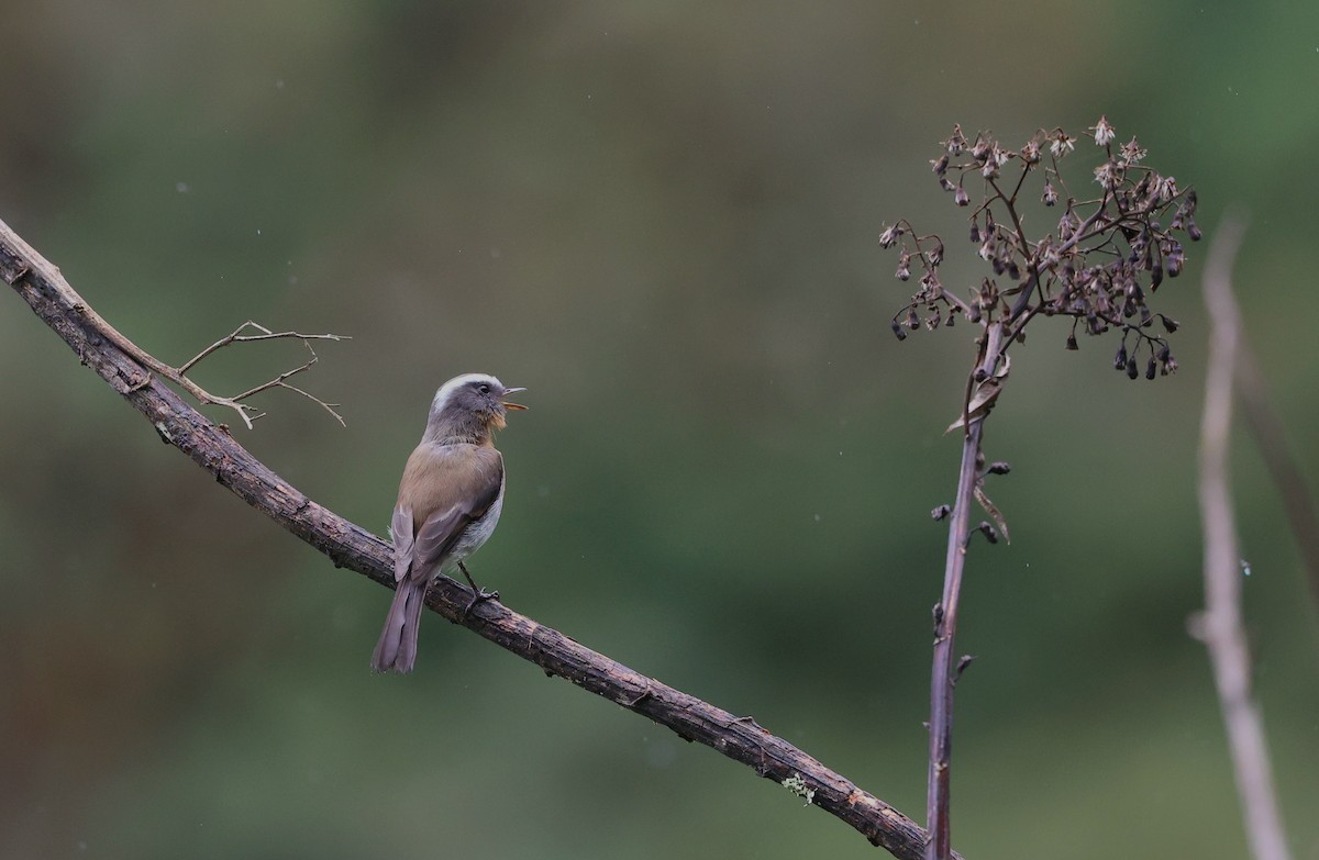 Rufous-breasted Chat-Tyrant - ML644408810