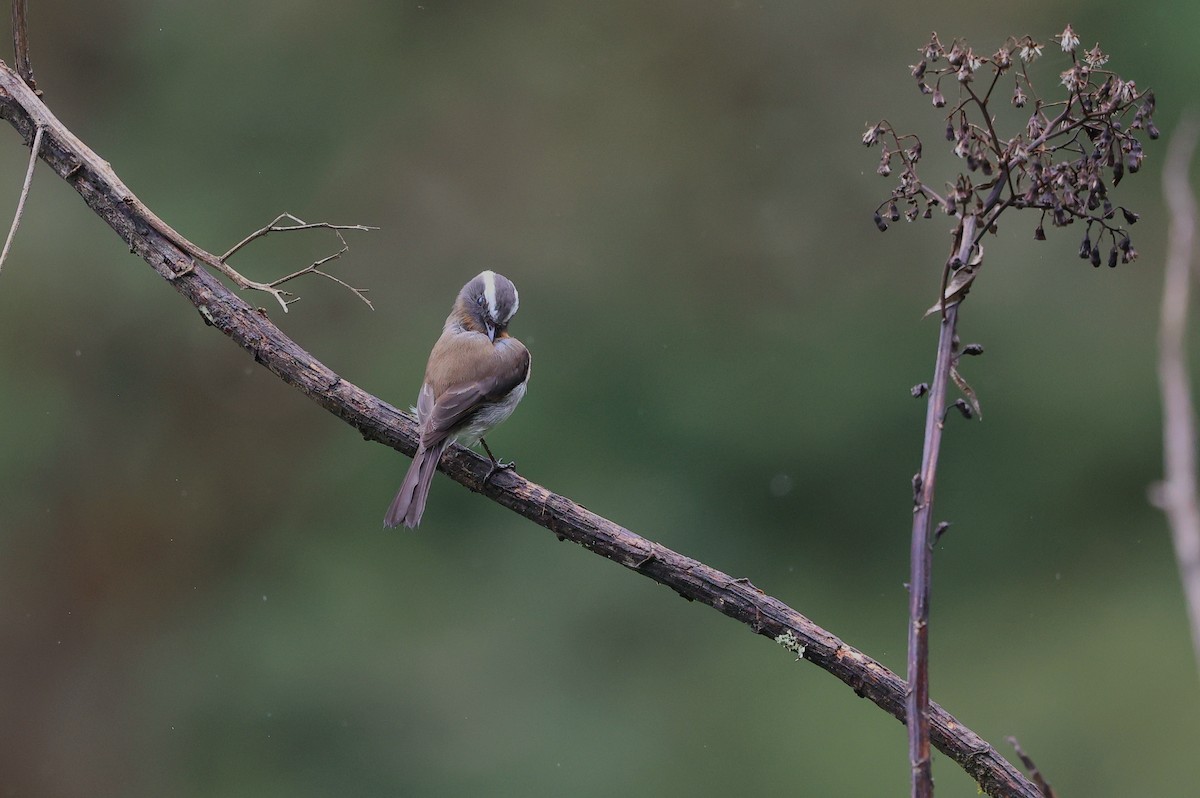 Rufous-breasted Chat-Tyrant - ML644408811