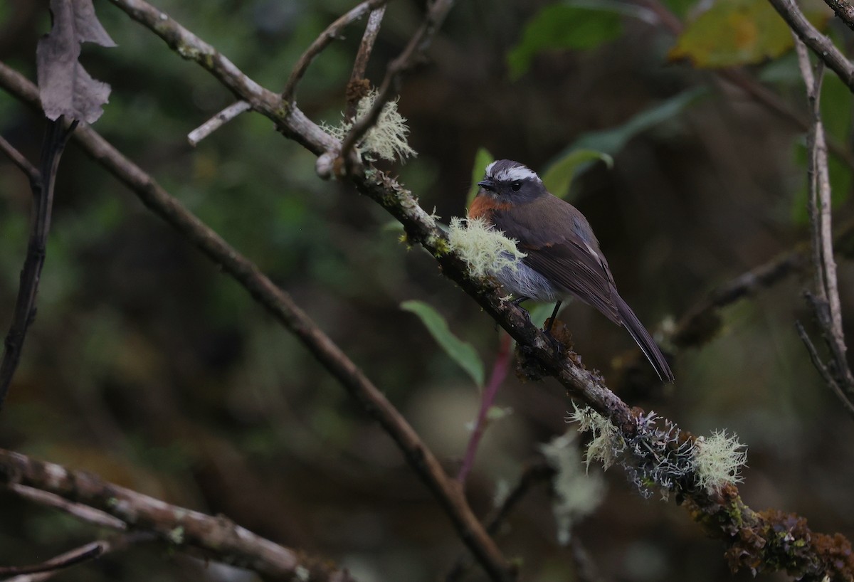 Rufous-breasted Chat-Tyrant - ML644408812