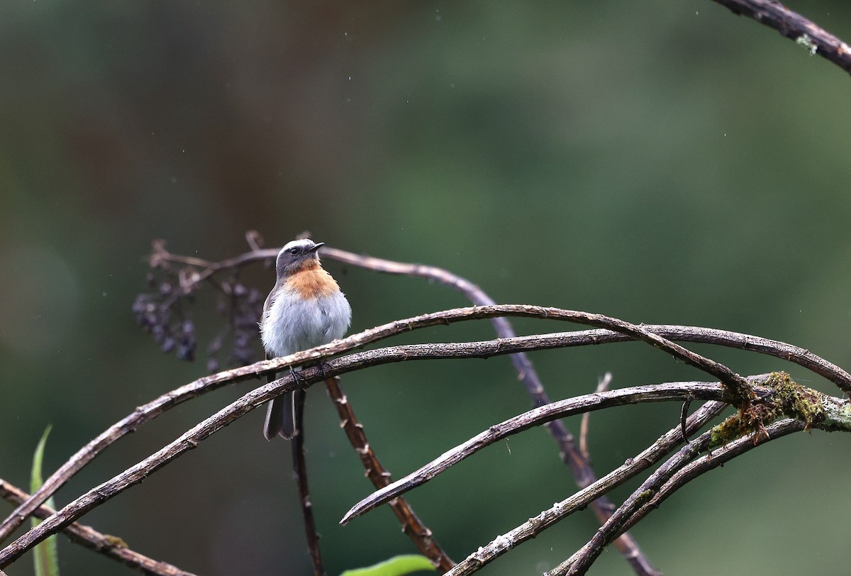 Rufous-breasted Chat-Tyrant - ML644408813