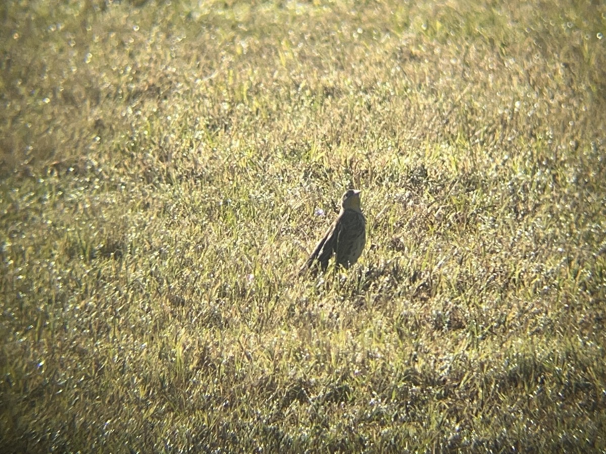 Western Meadowlark - ML644408814