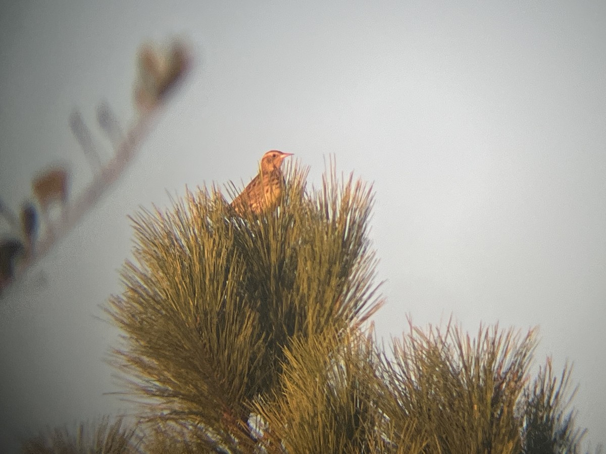 Western Meadowlark - ML644408815