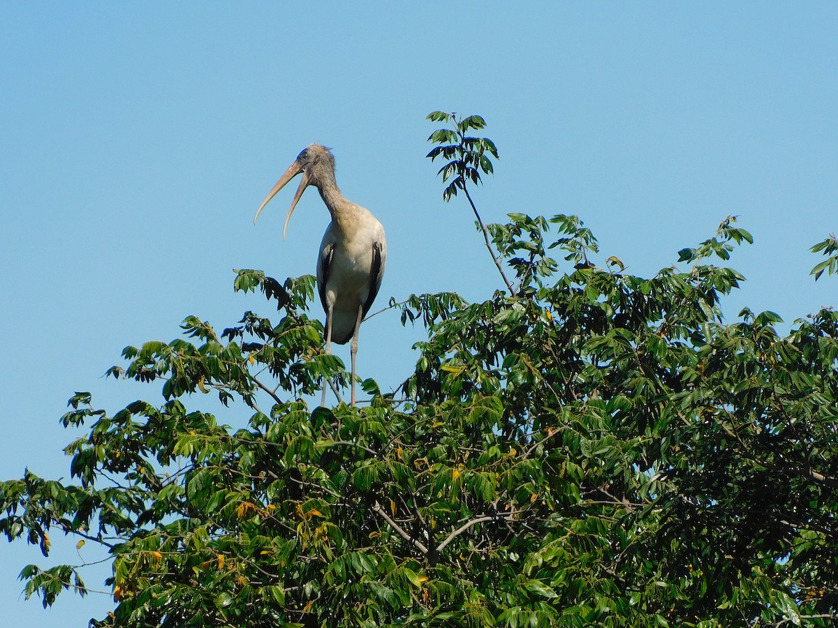 Wood Stork - ML644408820