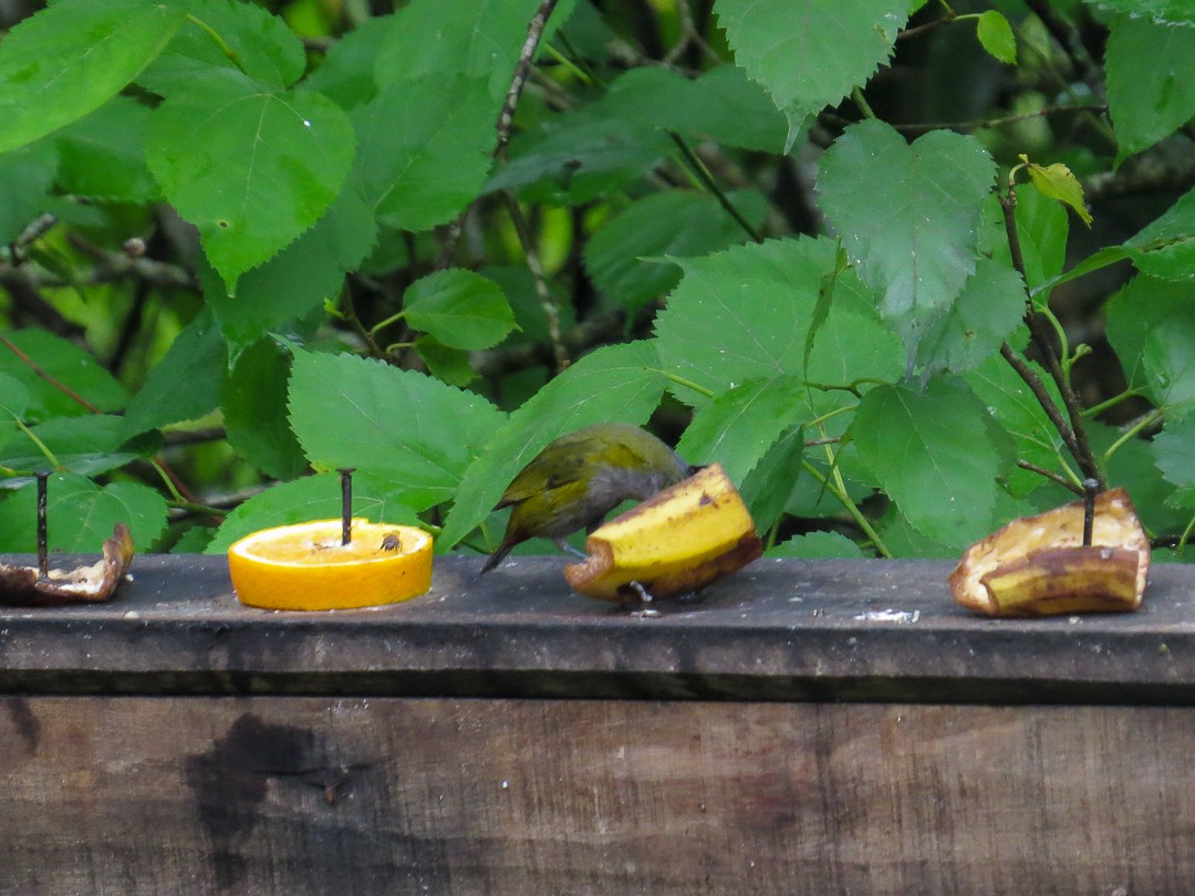 Chestnut-bellied Euphonia - ML644408824