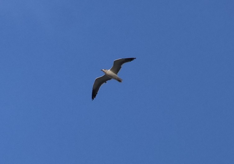 Yellow-legged/Lesser Black-backed Gull - ML644408826