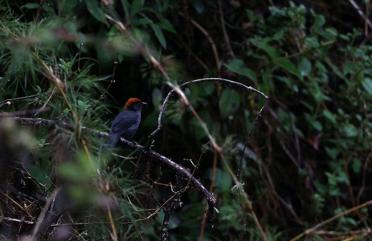 Cuzco Brushfinch - ML644408830