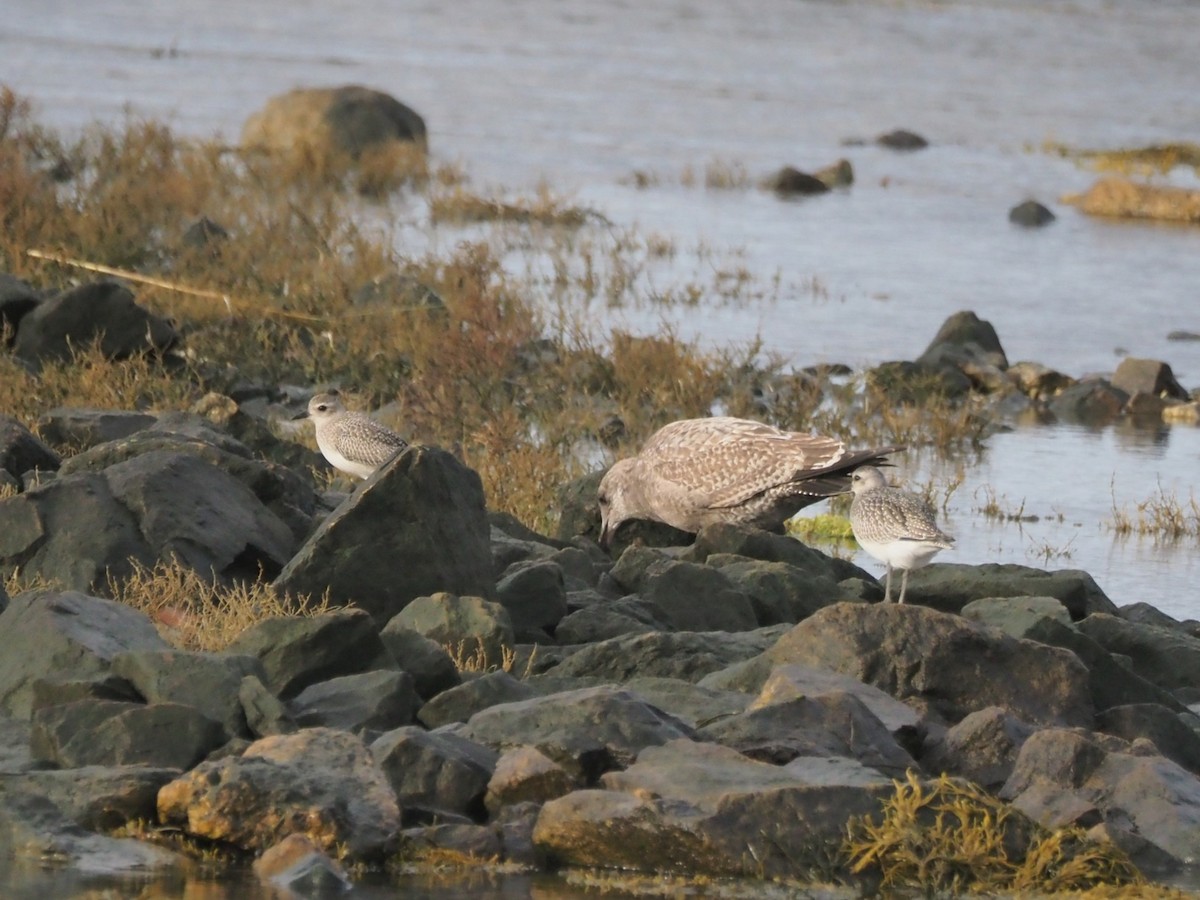 Pivieressa - ML644408832