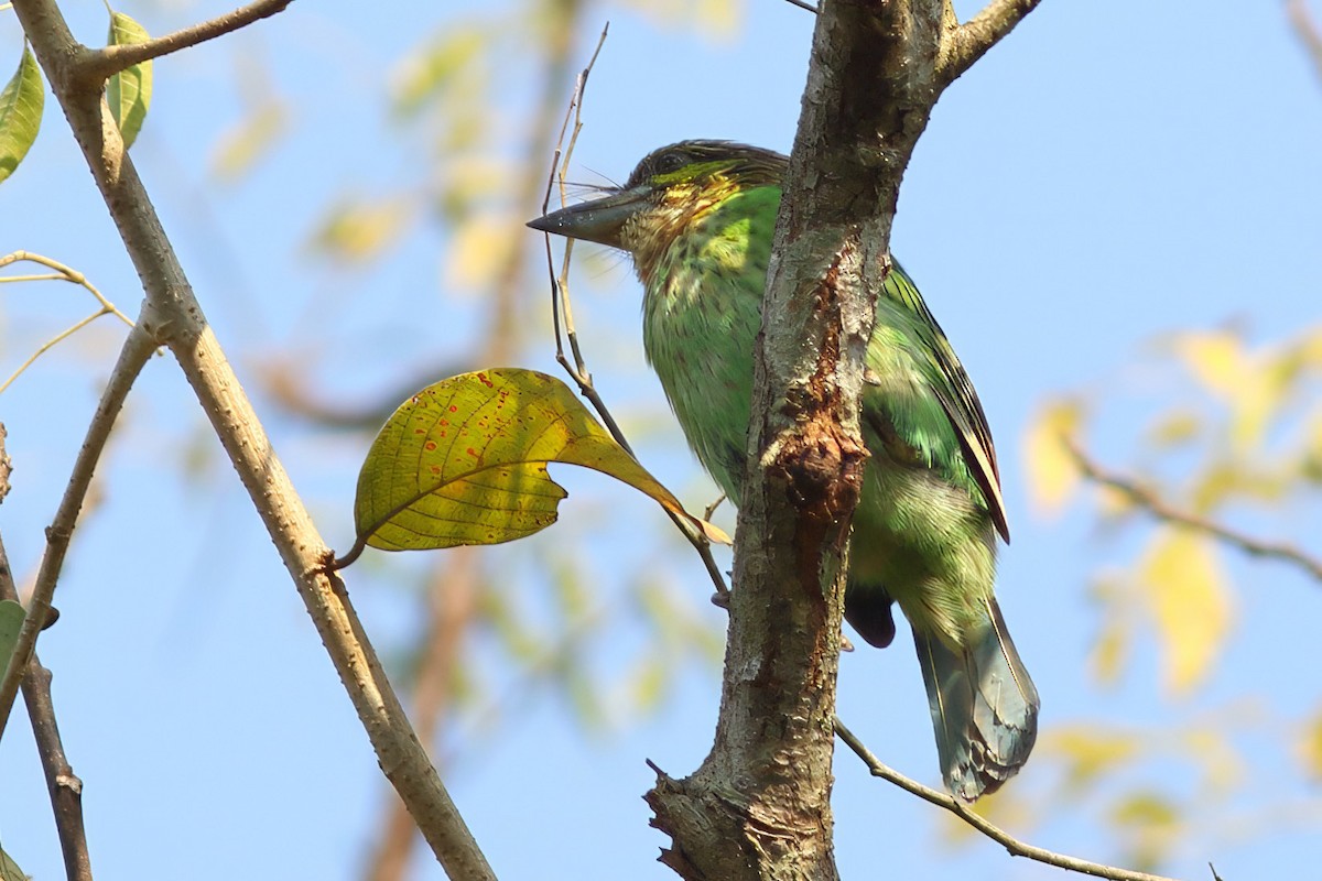 Green-eared Barbet - ML644408835