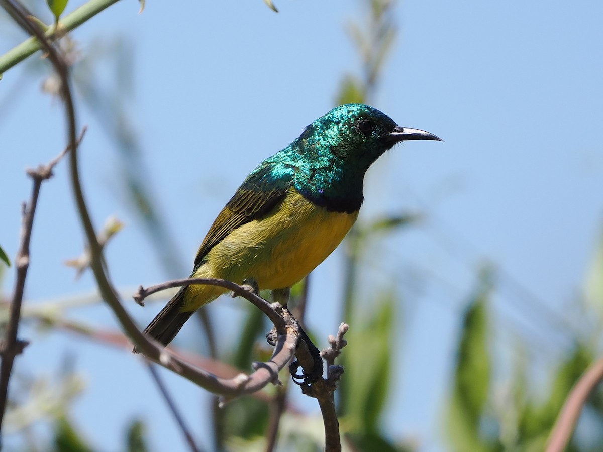Collared Sunbird - ML644408838