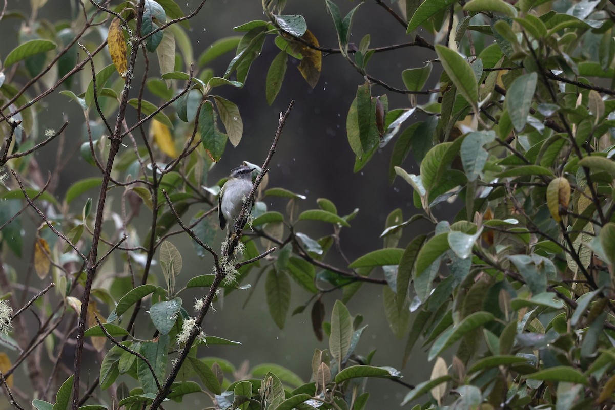 White-banded Tyrannulet - ML644408842