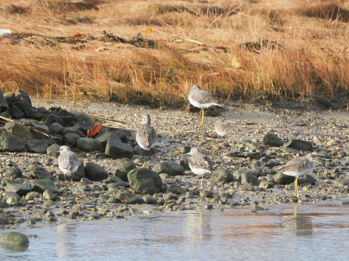 Pivieressa - ML644408848