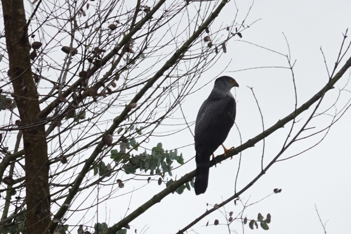 jestřáb neotropický - ML644408850