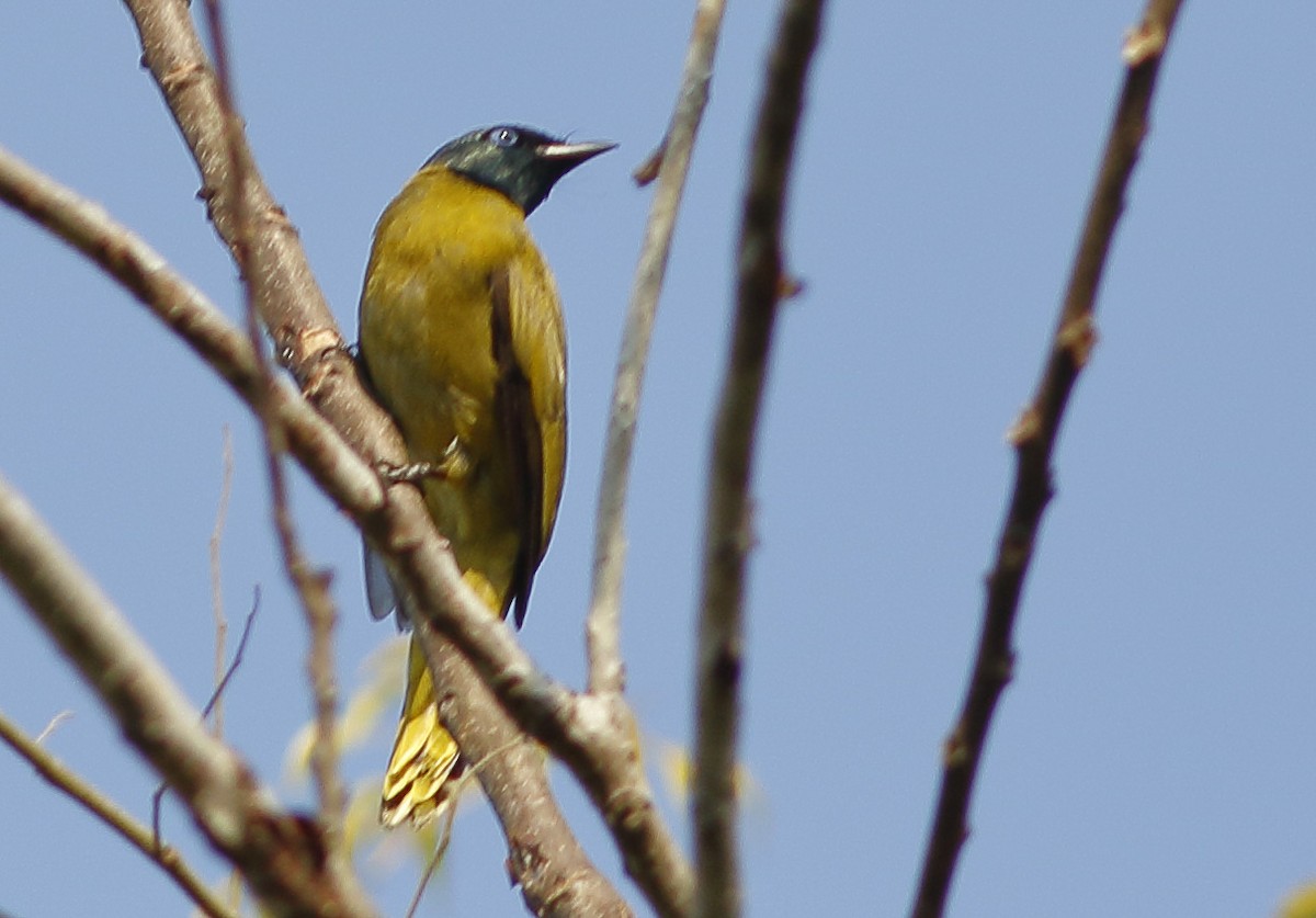 Black-headed Bulbul - ML644408851
