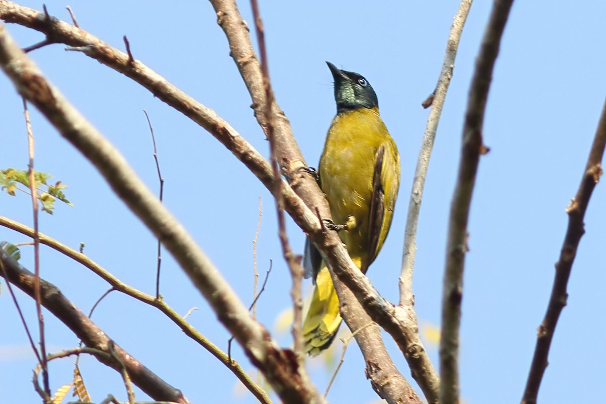 Black-headed Bulbul - ML644408857