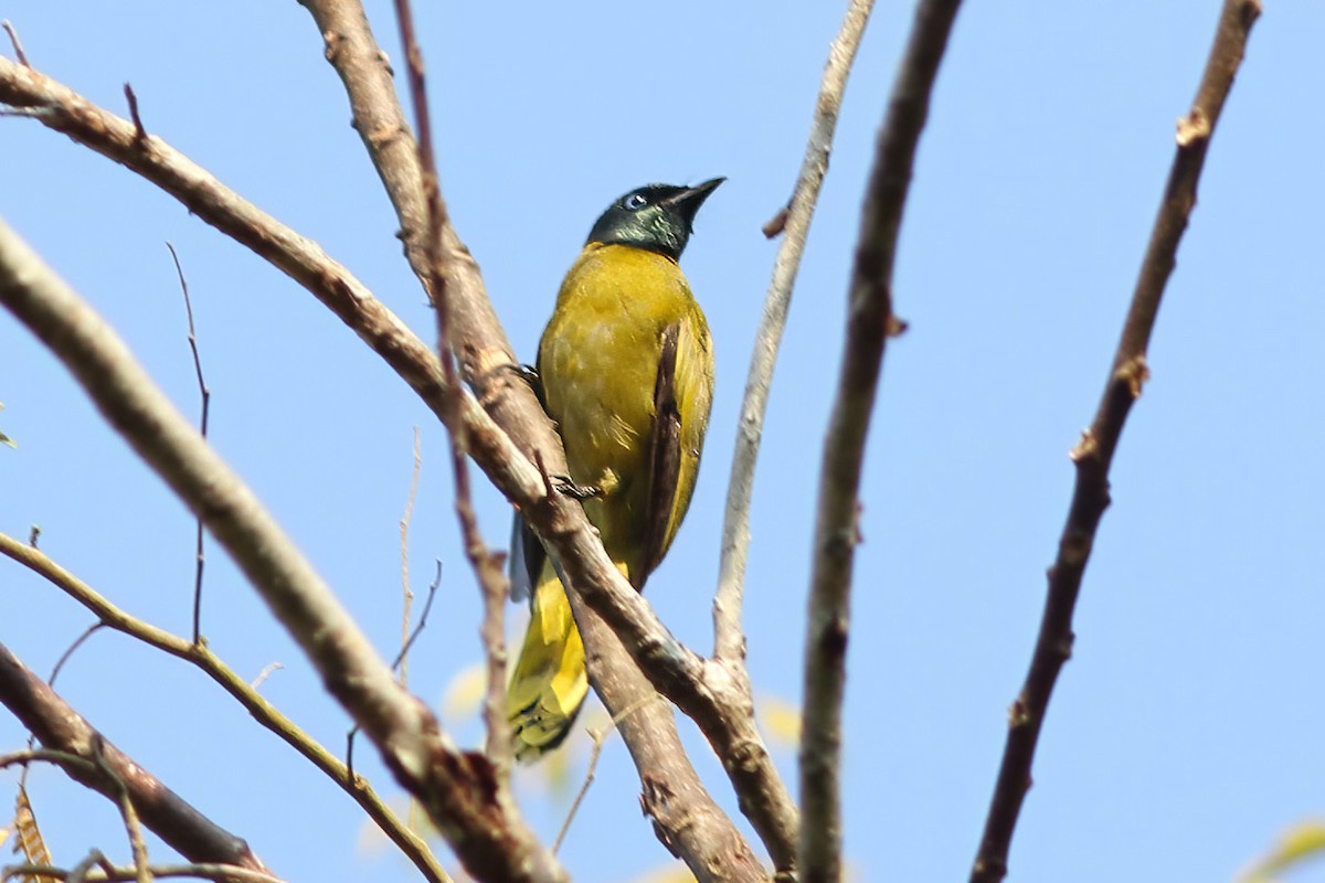 Black-headed Bulbul - ML644408862