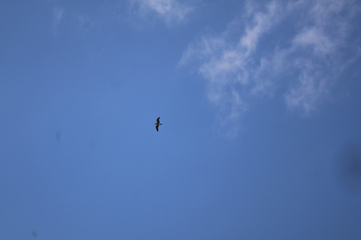 Yellow-legged/Lesser Black-backed Gull - ML644408865