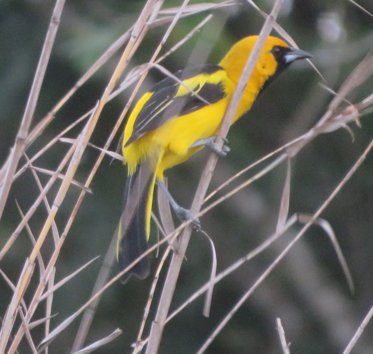 Yellow-tailed Oriole - ML644408868