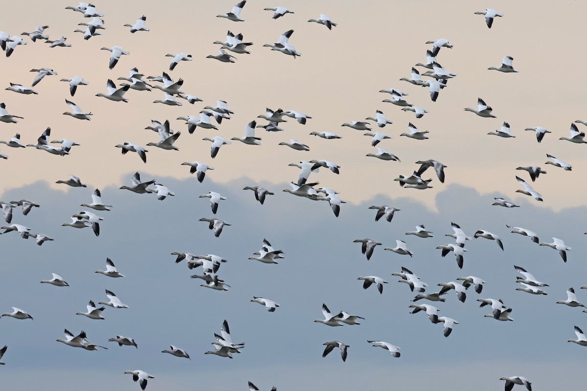 Oie des neiges - ML644408870