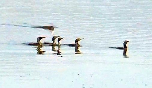 orientdvergskarv - ML644408873