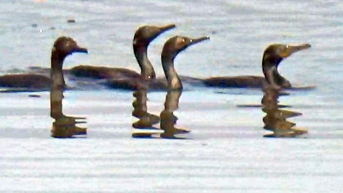 orientdvergskarv - ML644408874