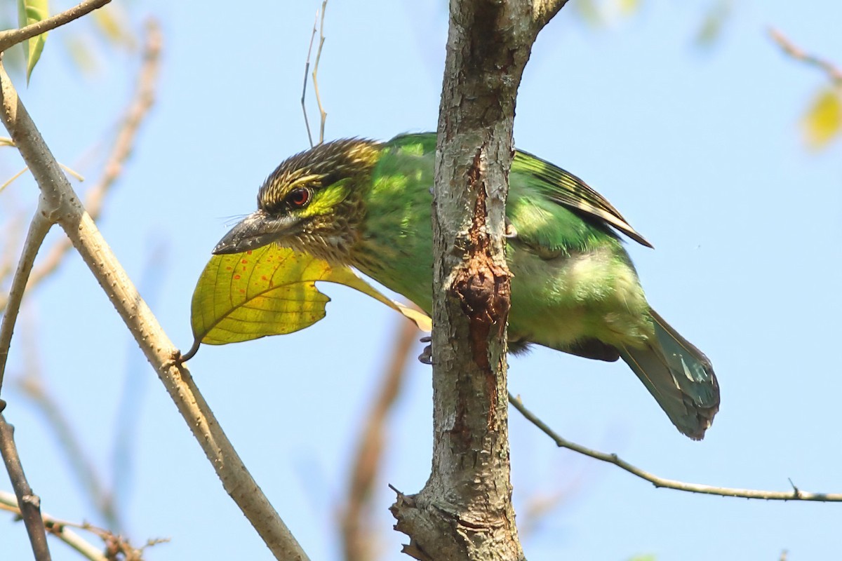Green-eared Barbet - ML644408881