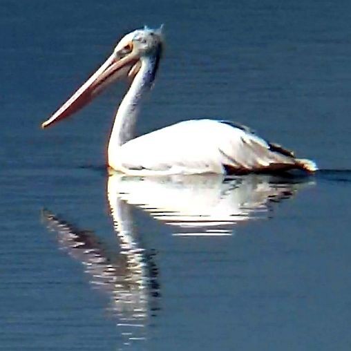 Пестроклювый пеликан - ML644408884