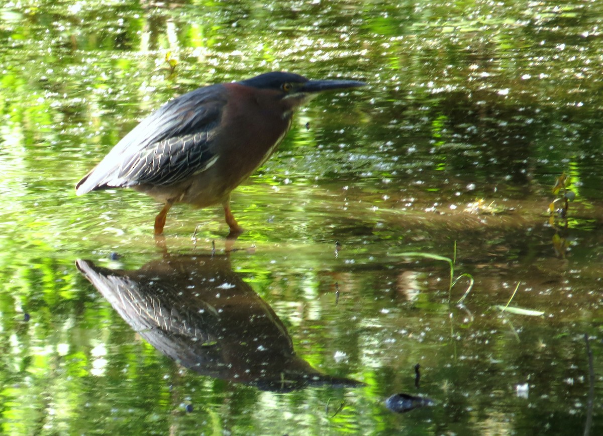 Green Heron - ML644408886