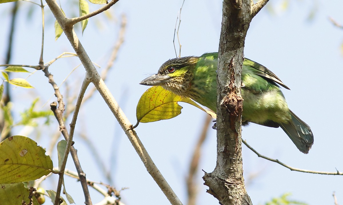 Green-eared Barbet - ML644408888