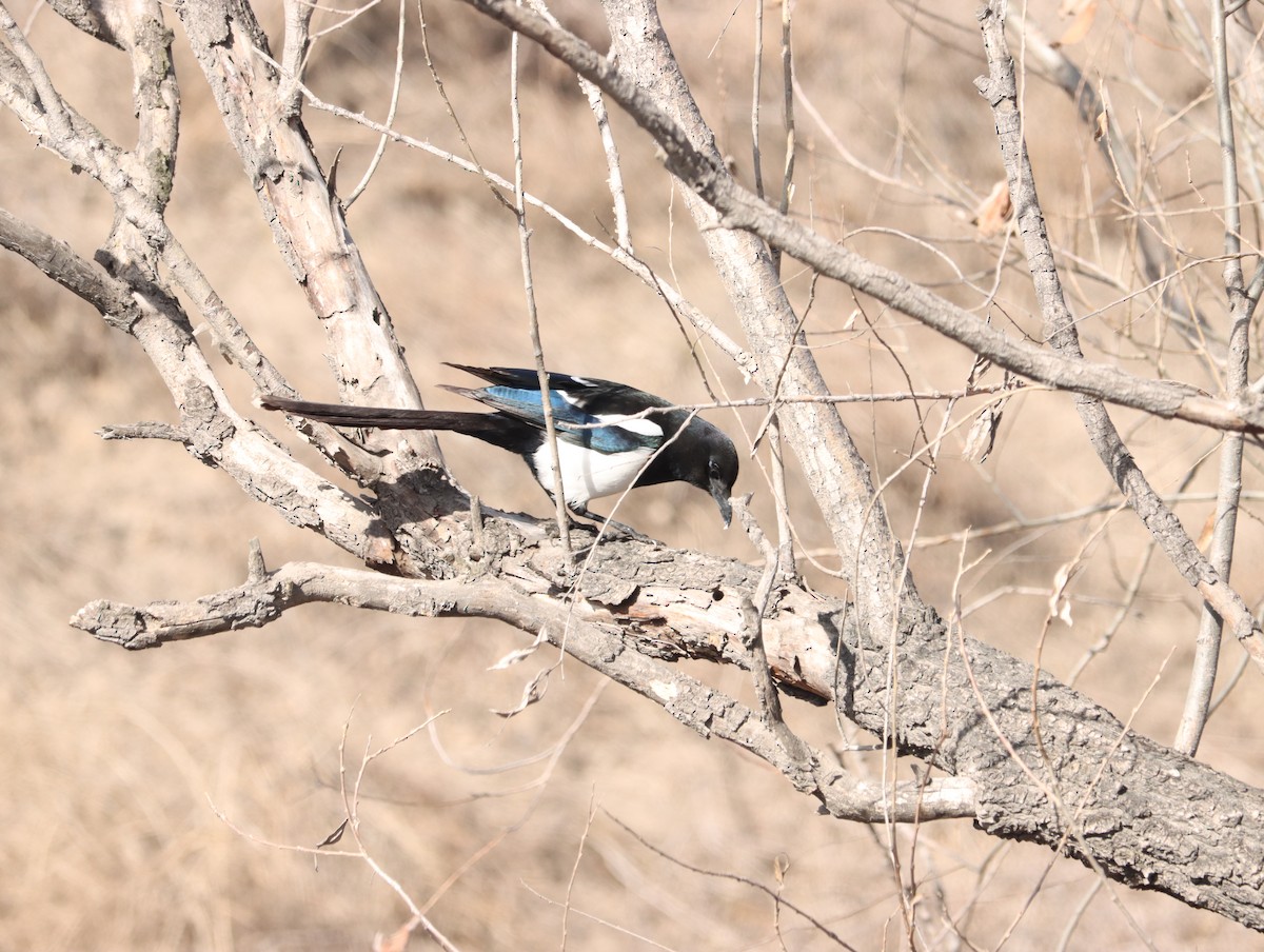 Oriental Magpie - ML644408890