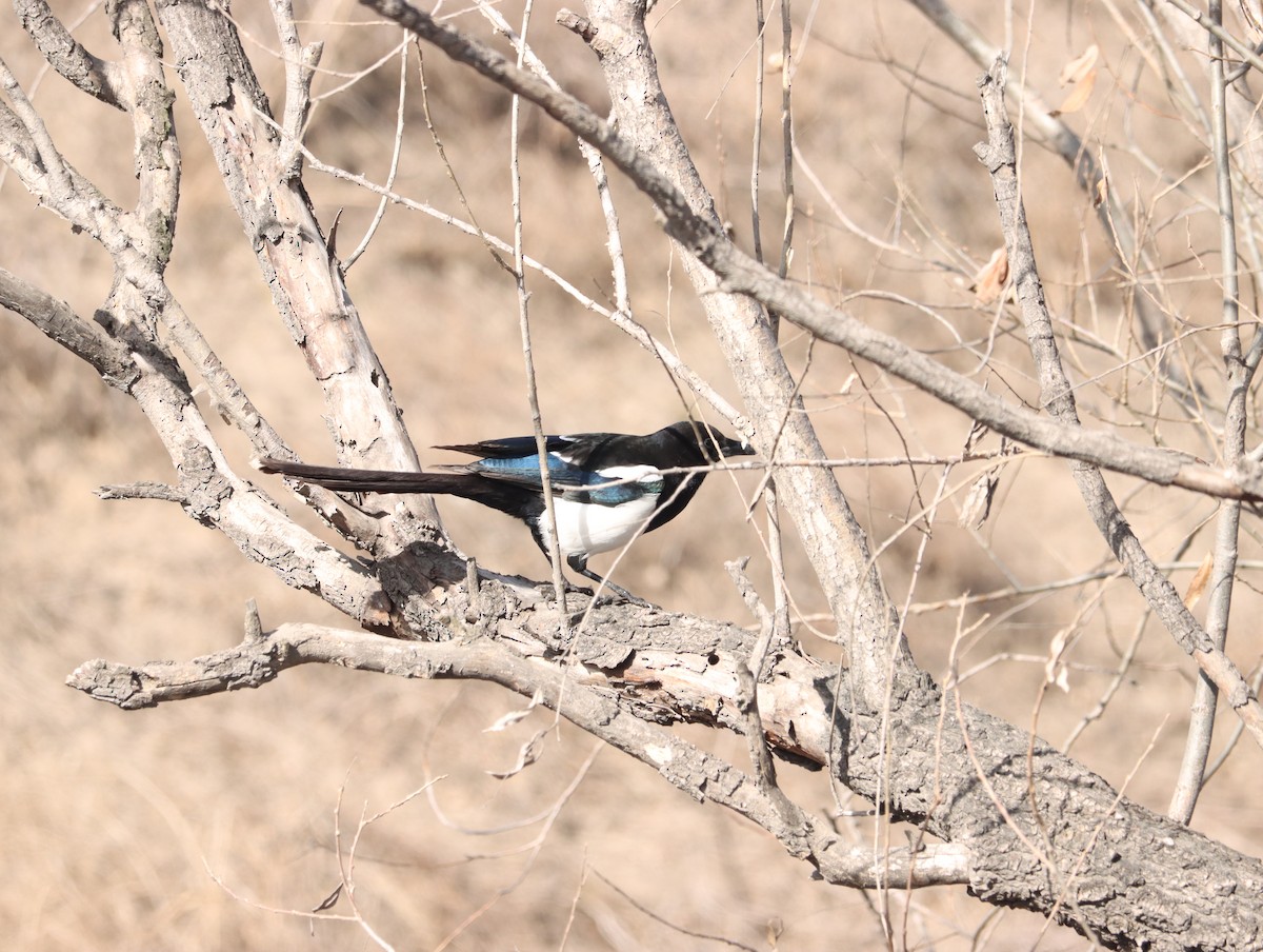 Oriental Magpie - ML644408891