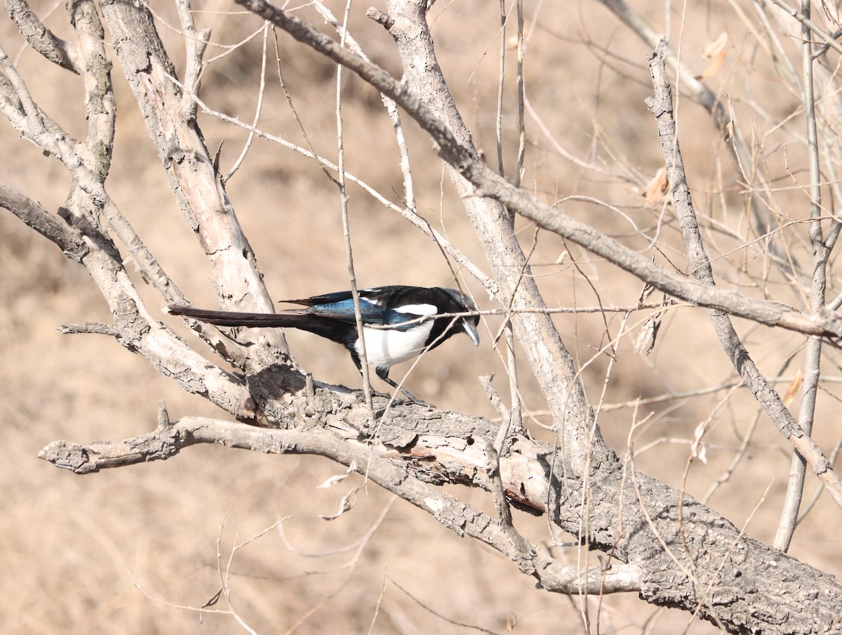 Oriental Magpie - ML644408892