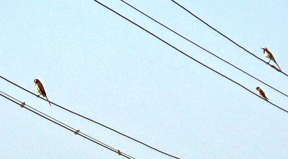 vlaštovka obecná - ML644408900