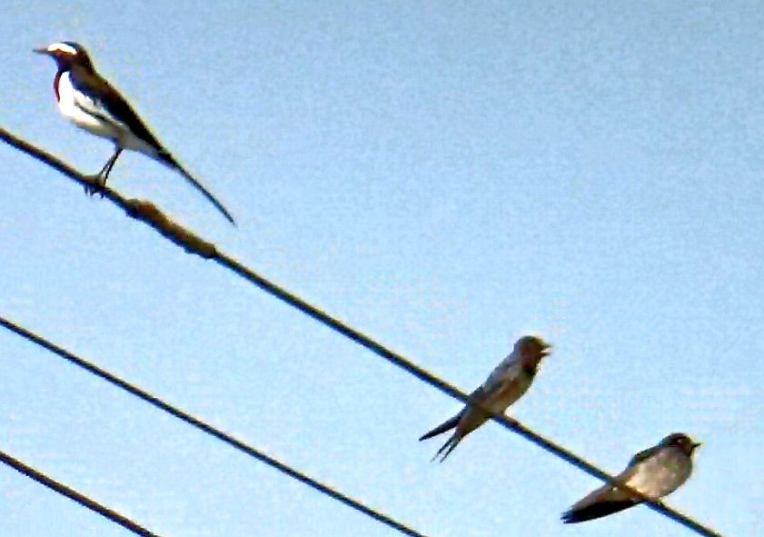 vlaštovka obecná - ML644408901