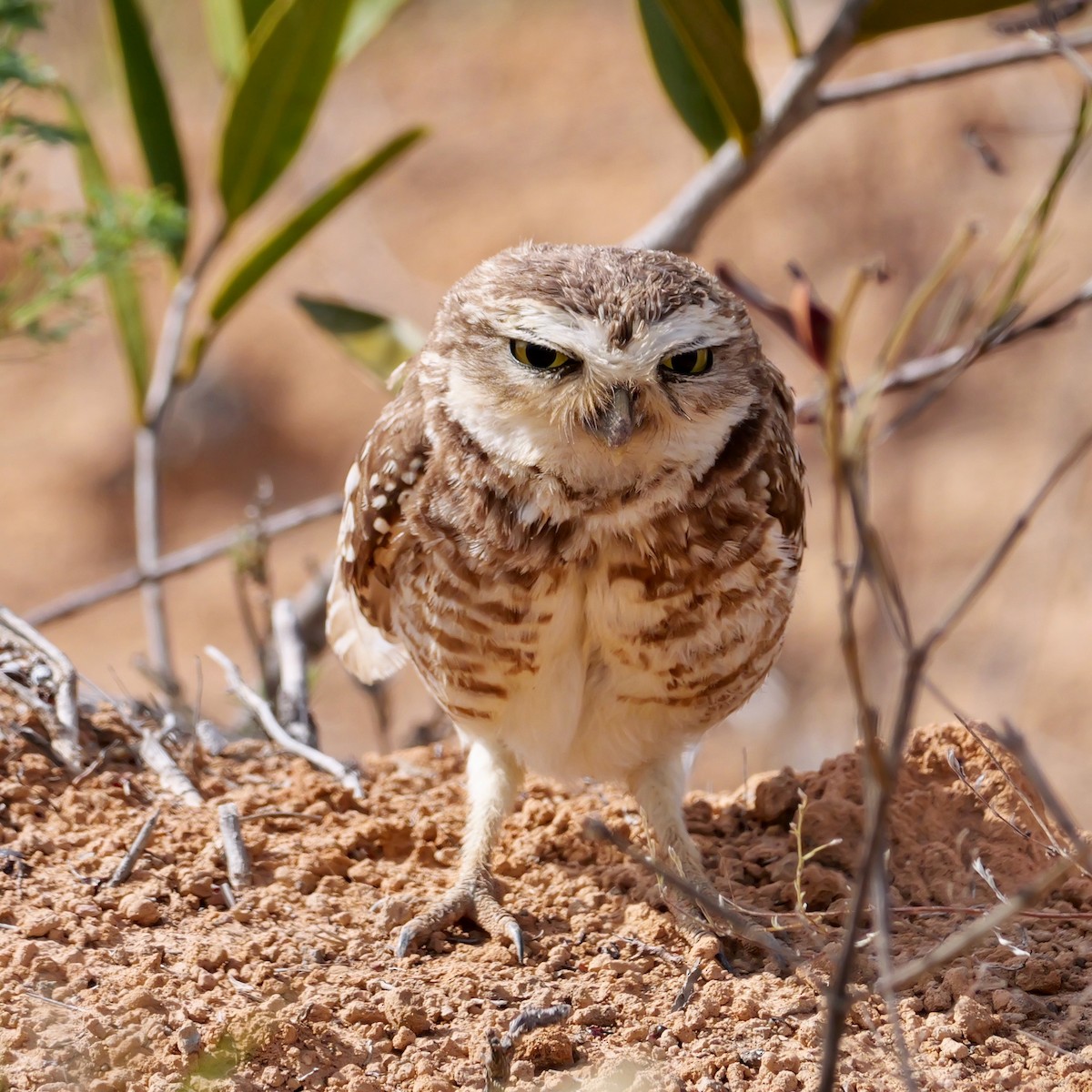 Burrowing Owl (grallaria) - ML644408904