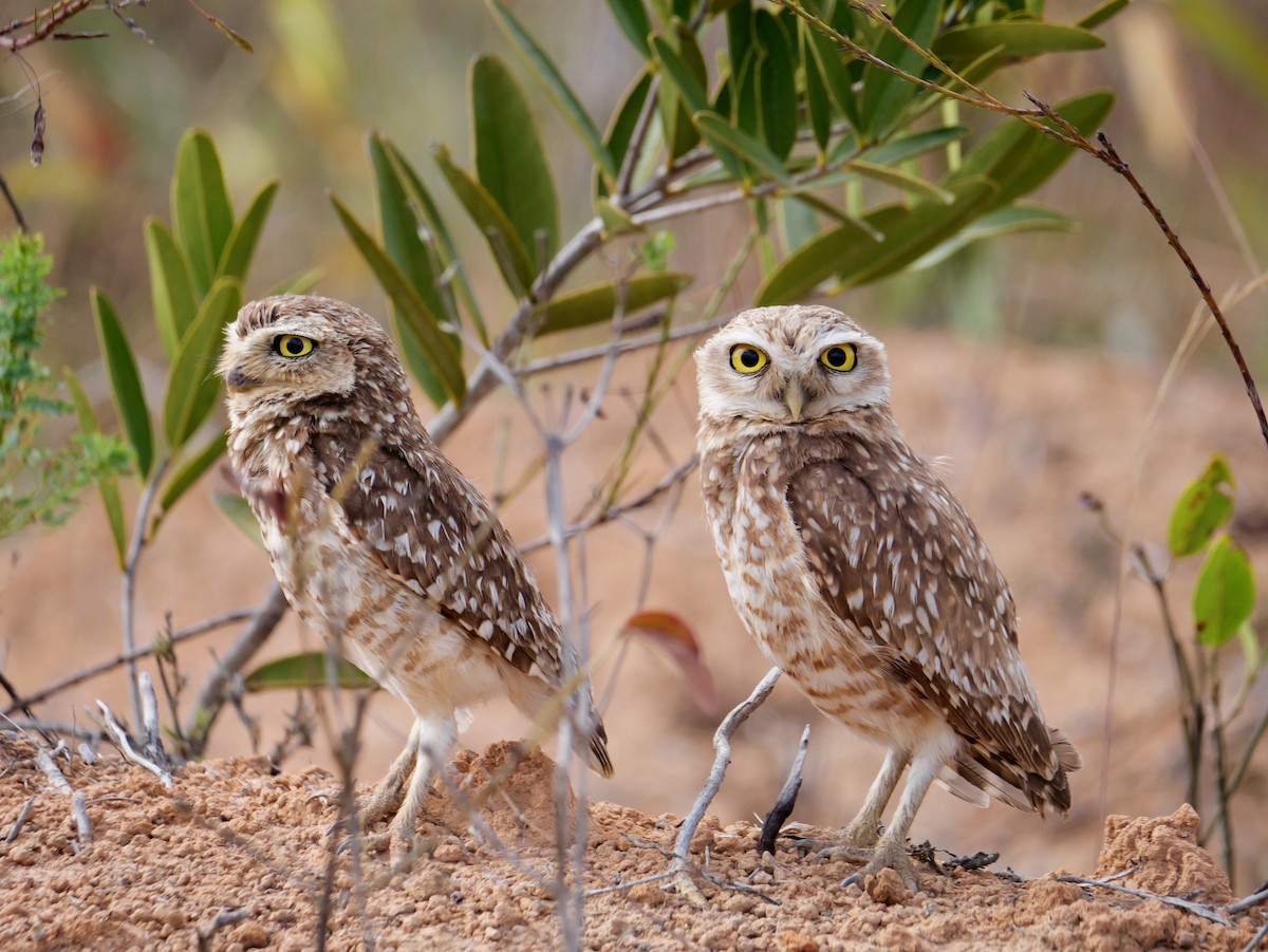 Burrowing Owl (grallaria) - ML644408905